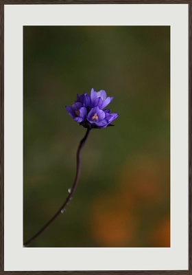 Unique Wall Art SKU PH-079-SKMSZ Frame Size 25in x 37in