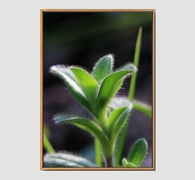 Bud - Framed Wall Art Size 20in x 29in