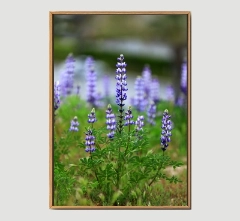 Wild Flower B -Framed Wall Art Size 20in x 29 in